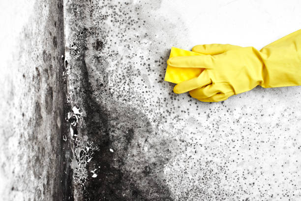 Best Mold Remediation for Healthcare Facilities  in Delshire, OH